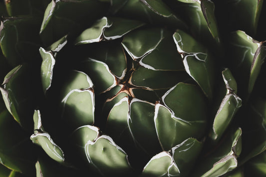 The Cactus That Survives −30°C